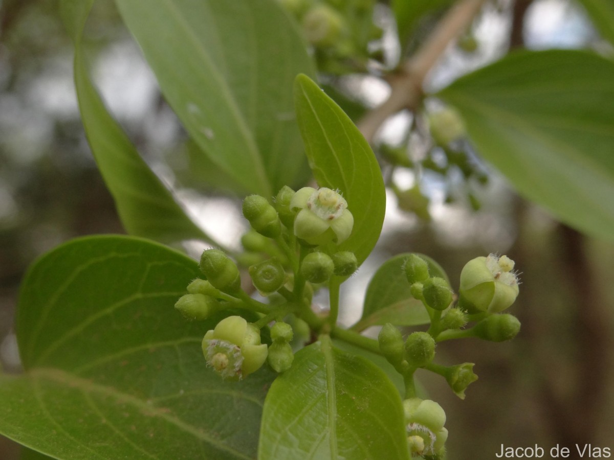 Canthium coromandelicum (Burm.f.) Alston